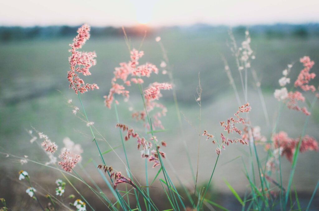 原っぱの草花の様子